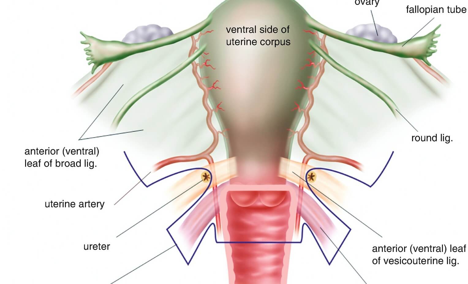 Gynae Onco Surgeries in Rahata Shirdi Ahmednagar